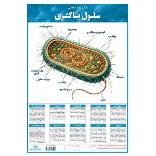 کتاب پوستر وایت بردی کالبد شناسی سلول باکتری